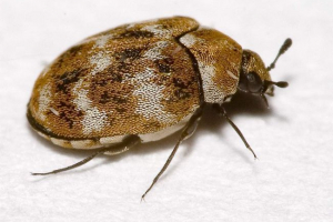 Muzeum bug - szkodniki cennych eksponatów